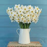 Poeticus Recurvus, Daffodil - 10 Bulbs thumbnail number null